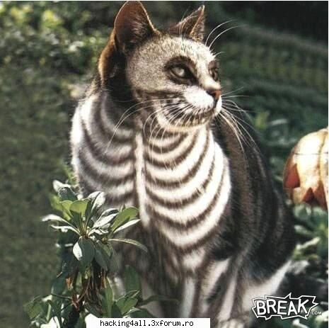 Ce pisica scheletica !!! - OvaS - Funny Pictures